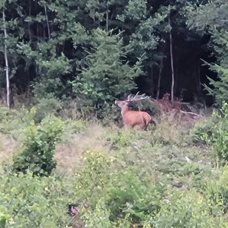 アパート Forestier Du Moulin *