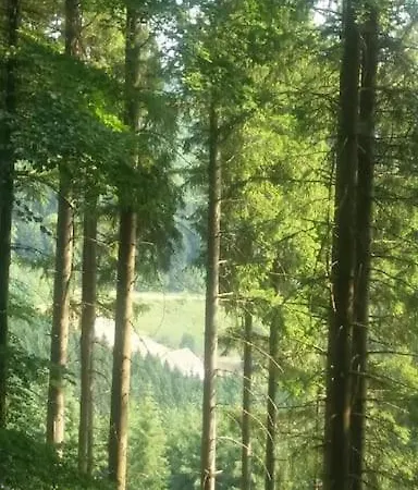 Forestier Du Moulin