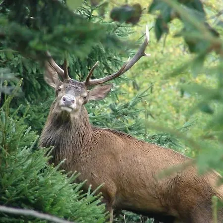 Forestier Du Moulin דירה *