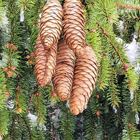 דירה Forestier Du Moulin *