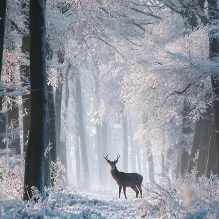 Forestier Du Moulin * Raon-sur-Plaine