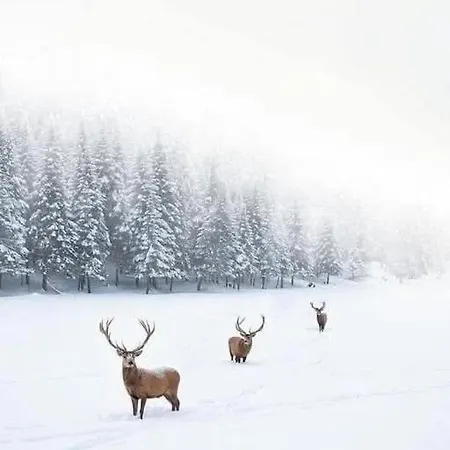 Forestier Du Moulin * Raon-sur-Plaine
