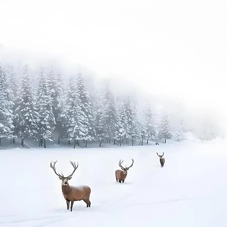 Forestier Du Moulin - 10 Pers * Raon-sur-Plaine