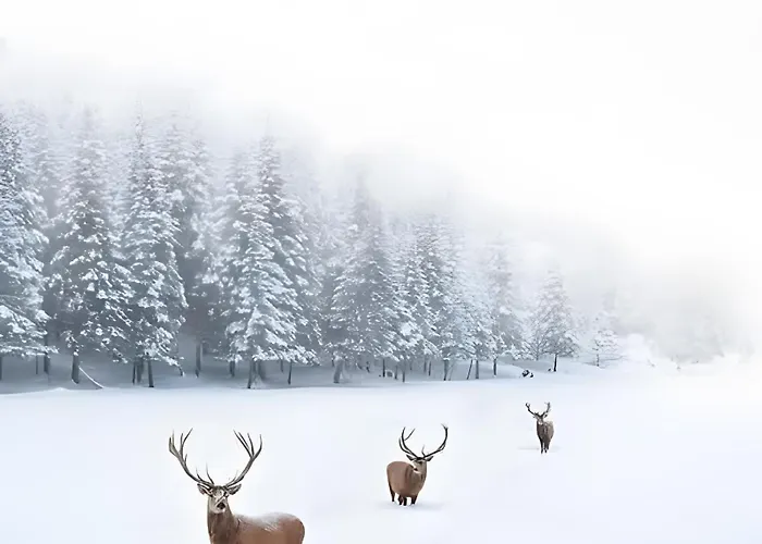 Forestier Du Moulin - 10 Pers * Raon-sur-Plaine